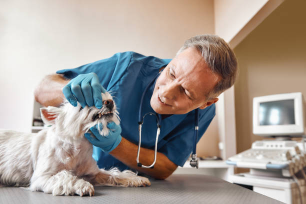  Waynesboro, VA Emergency Dentist Pros